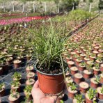 Ozdobnica čínska (Miscanthus sinensis) ‘YAKA DANCE’® - výška 10-15 cm, kont. C1,5L